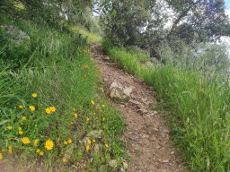 Flora del Cerro Masatrigo